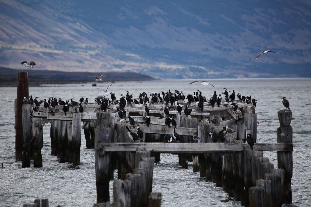 Cormorants_in_Puerto_Natales by LIam Quinn CC BY-SA 2.0