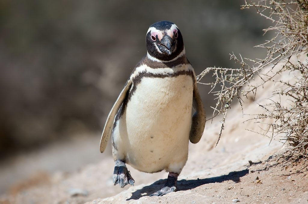 Magellanic_penguin