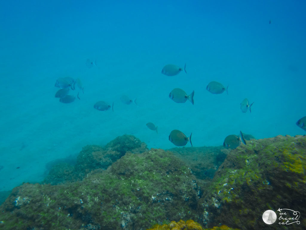 Els sards, uns dels peixos que es poden veure fent submarinisme a Mataró - wetravel.cat