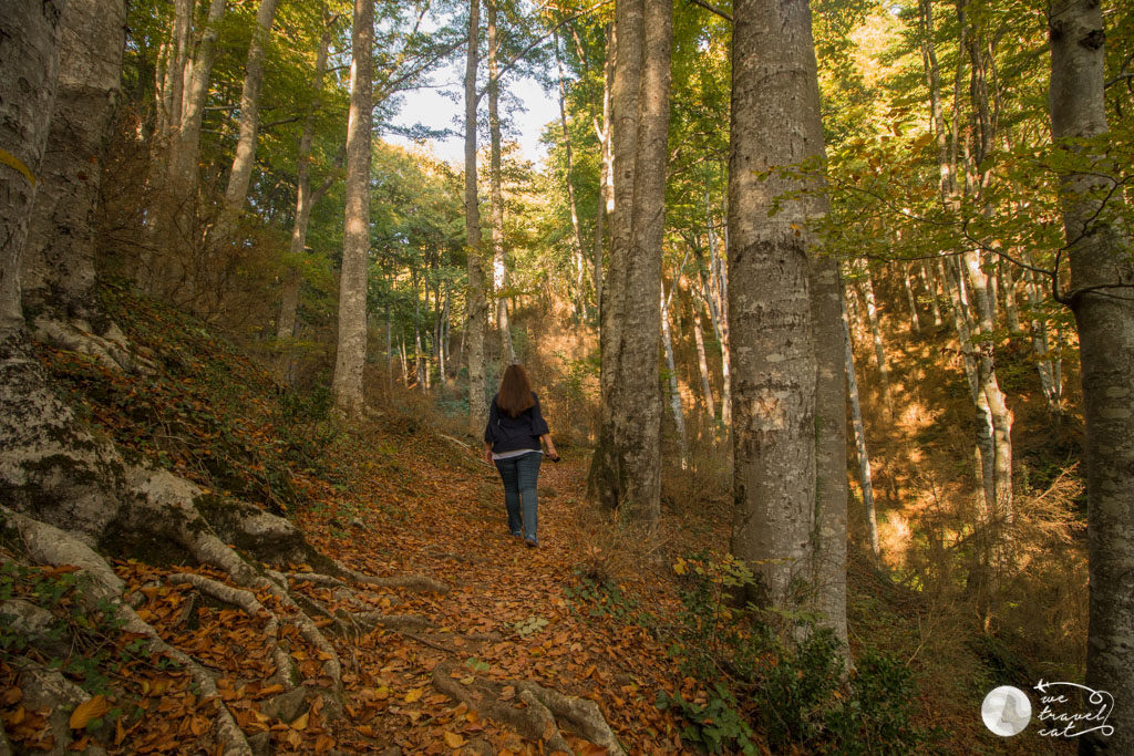 La fageda de la grevolosa, excursions de tardor per Osona - wetravel.cat