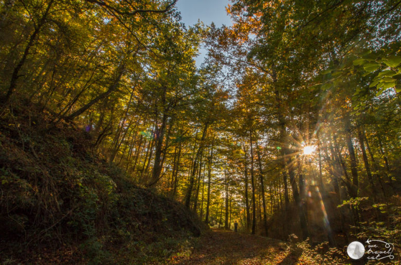 La fageda de la grevolosa, excursions de tardor per Osona - wetravel.cat